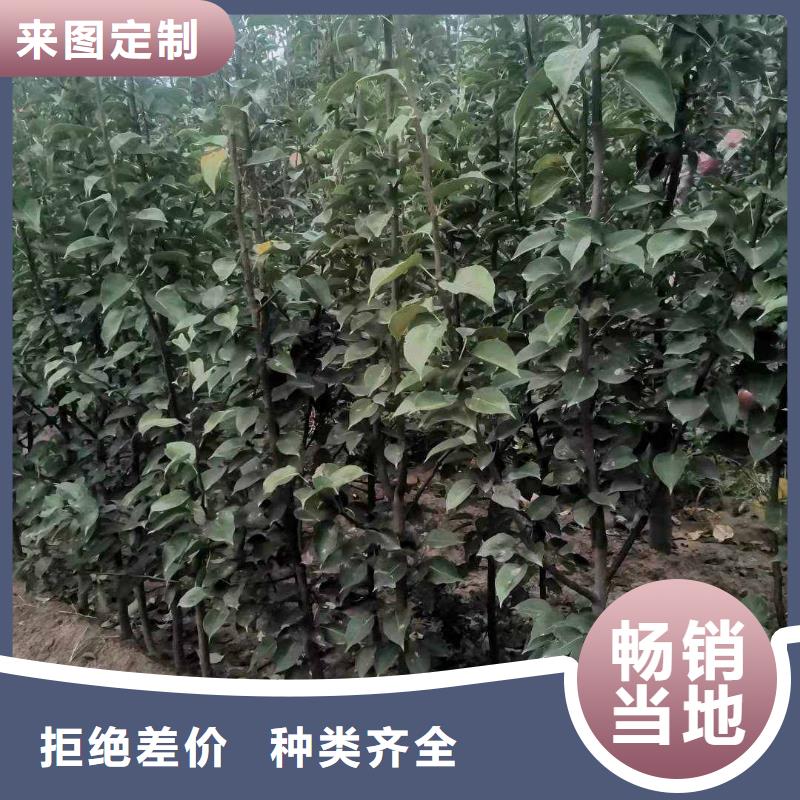 秋月梨苗怎么买