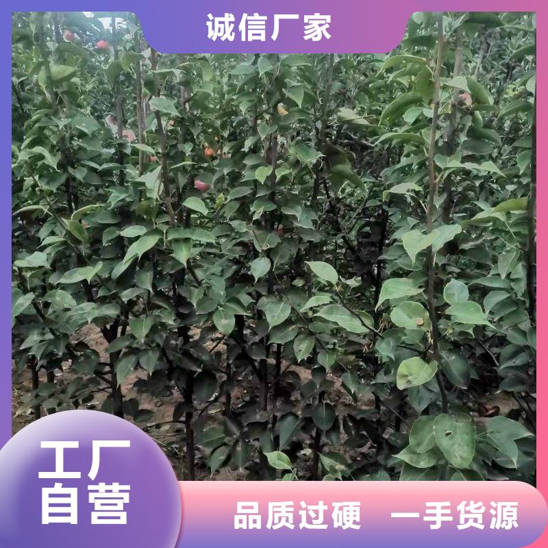 秋月梨种植苗栽培时间