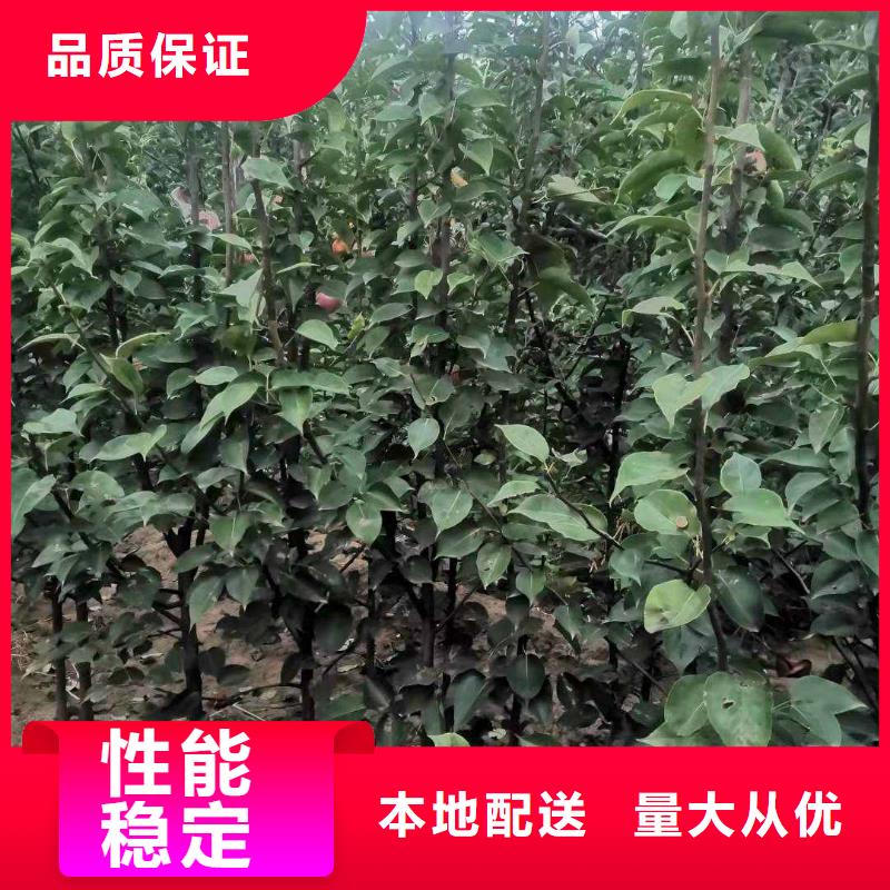 秋月梨苗种植基地