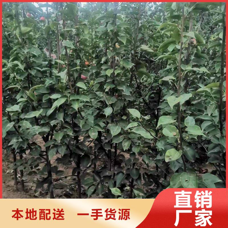 秋月梨树苗怎么卖