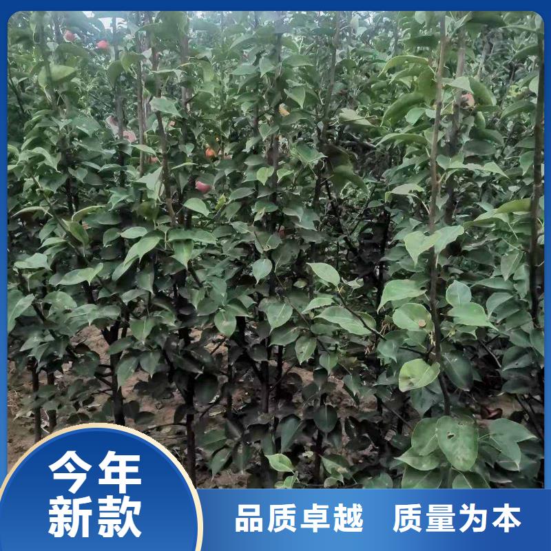 秋月梨种植苗品种介绍