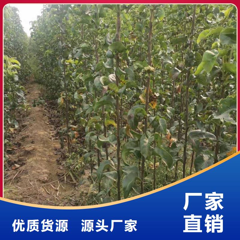 梨红香酥梨树苗支持大小批量采购