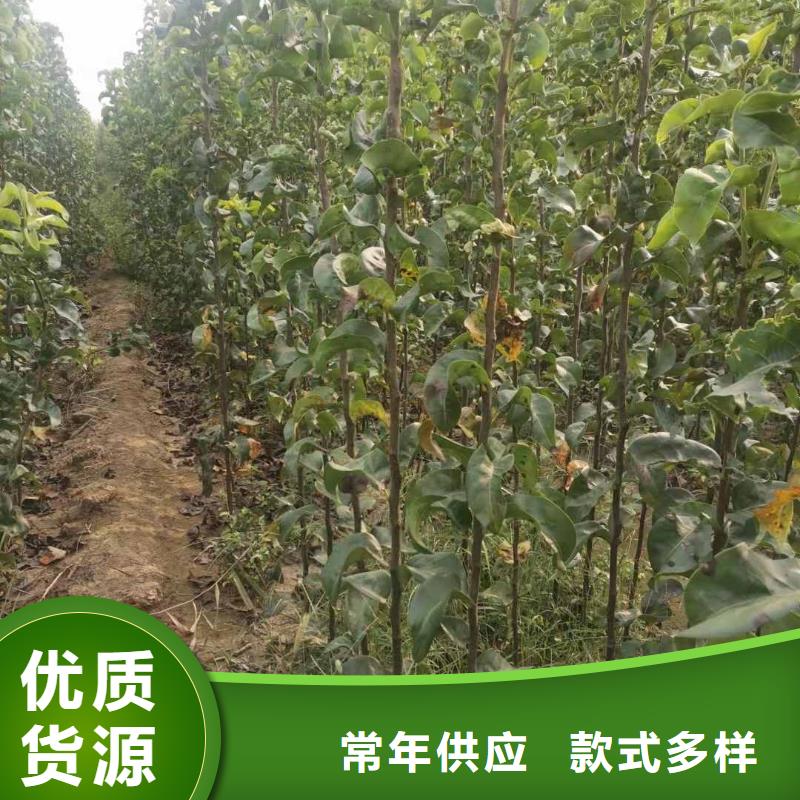 秋月梨树苗种植方法