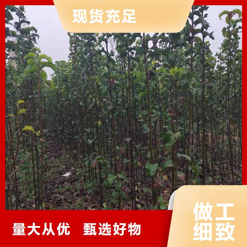 秋月梨种植苗批发低价
