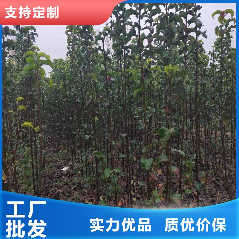 秋月梨苗多少钱一株