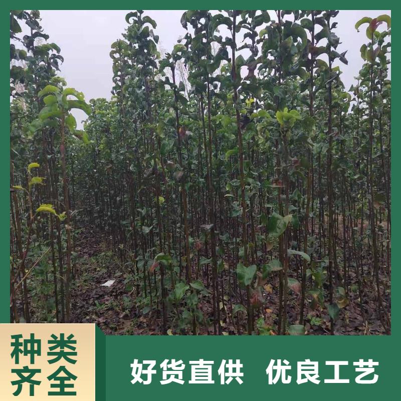 梨,山桃苗规格齐全实力厂家
