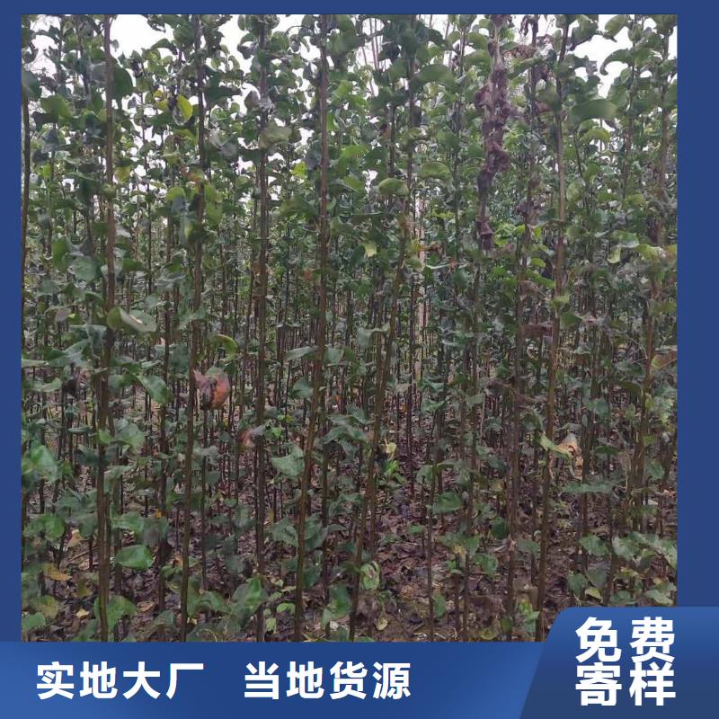 秋月梨种植苗哪里的数量大