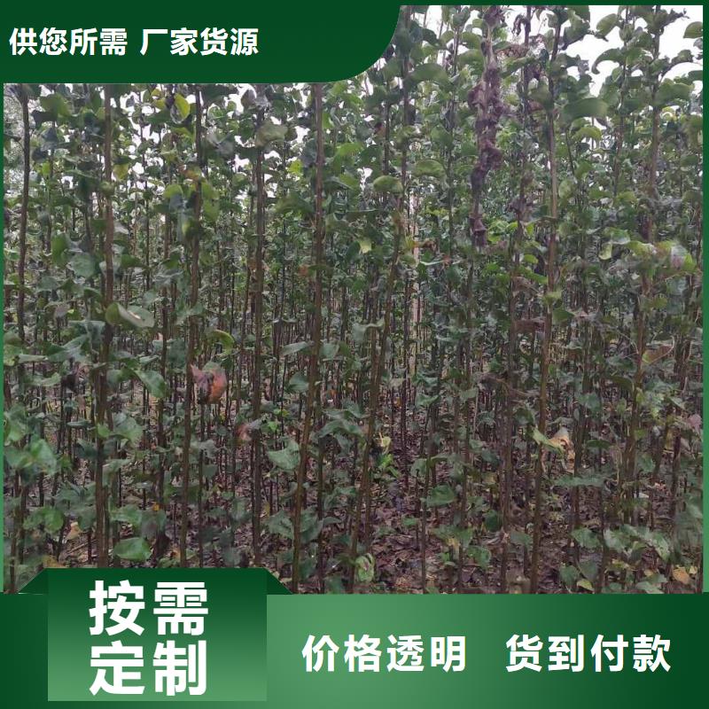 秋月梨苗品种