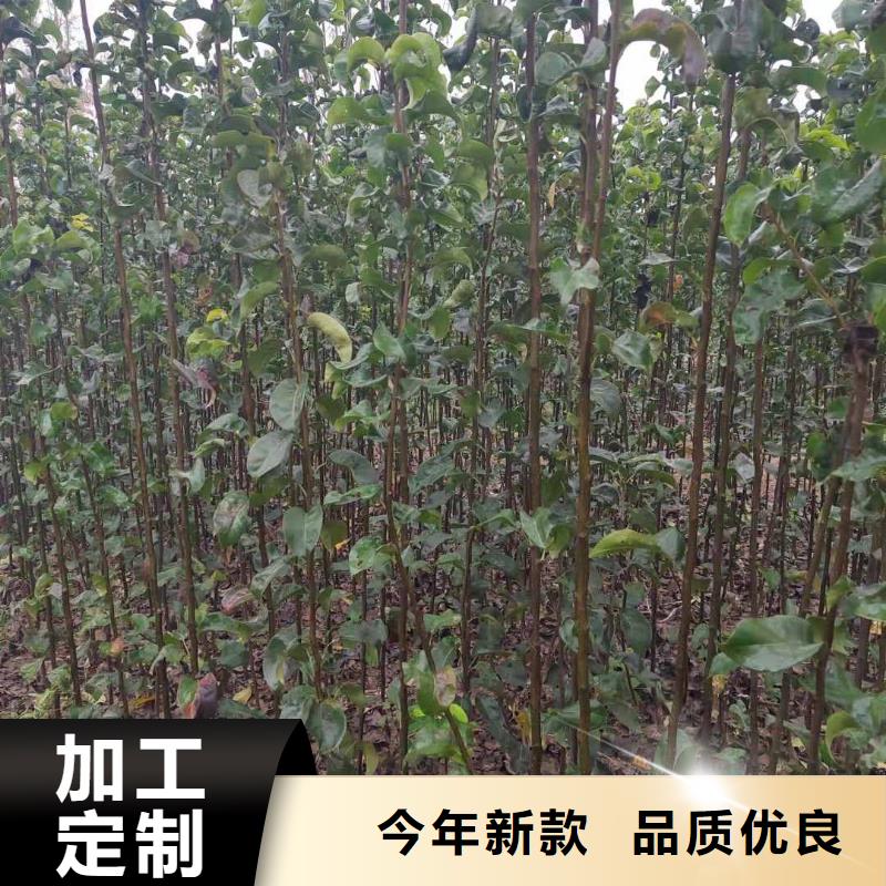 秋月梨苗质优价廉