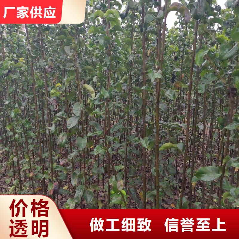 秋月梨种植苗哪里有卖的