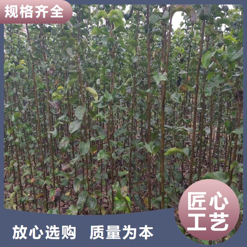 秋月梨树苗批发多少钱