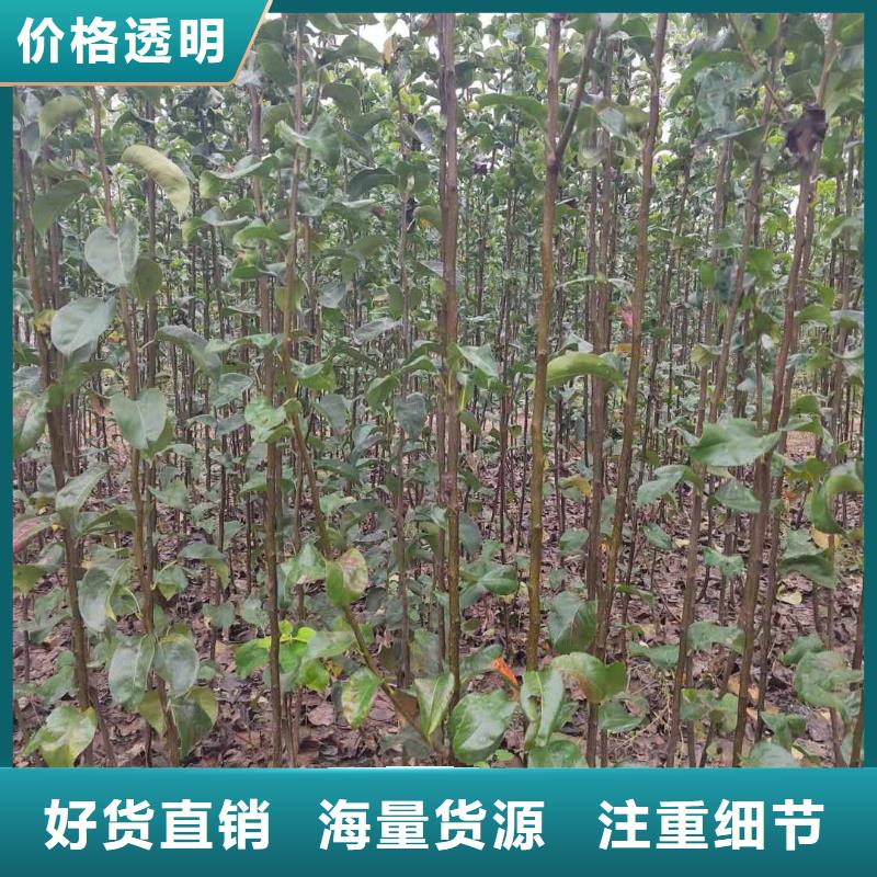 梨梨树苗基地供应商