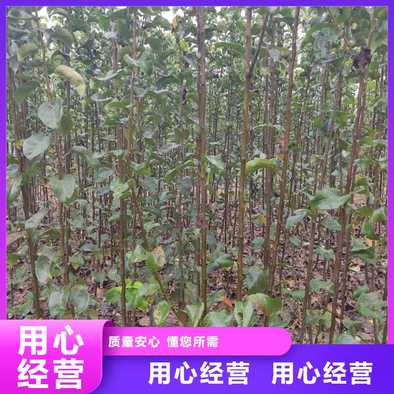 秋月梨种植苗图片