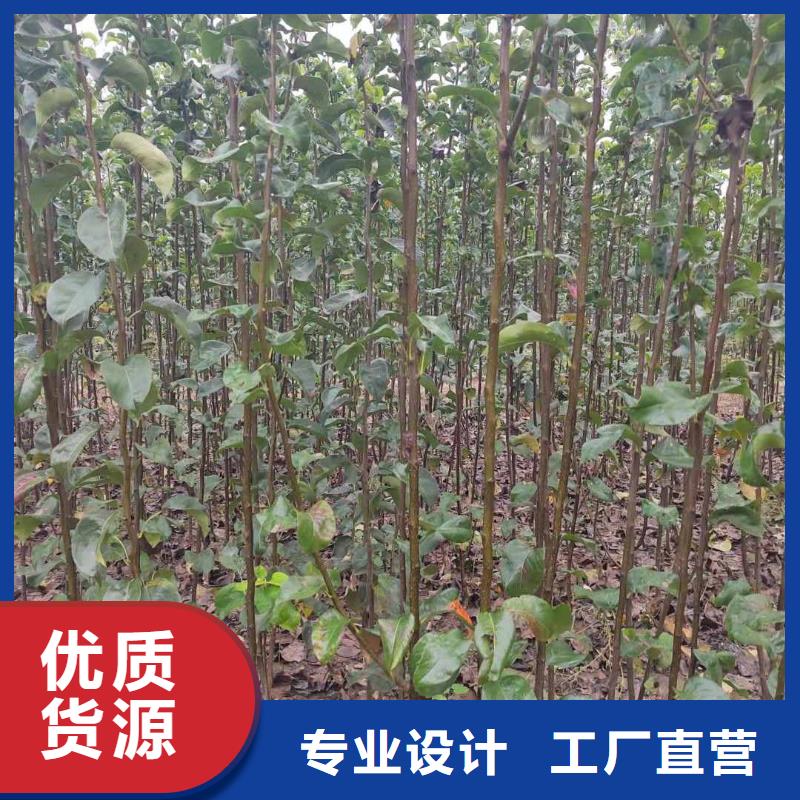秋月梨树苗品种