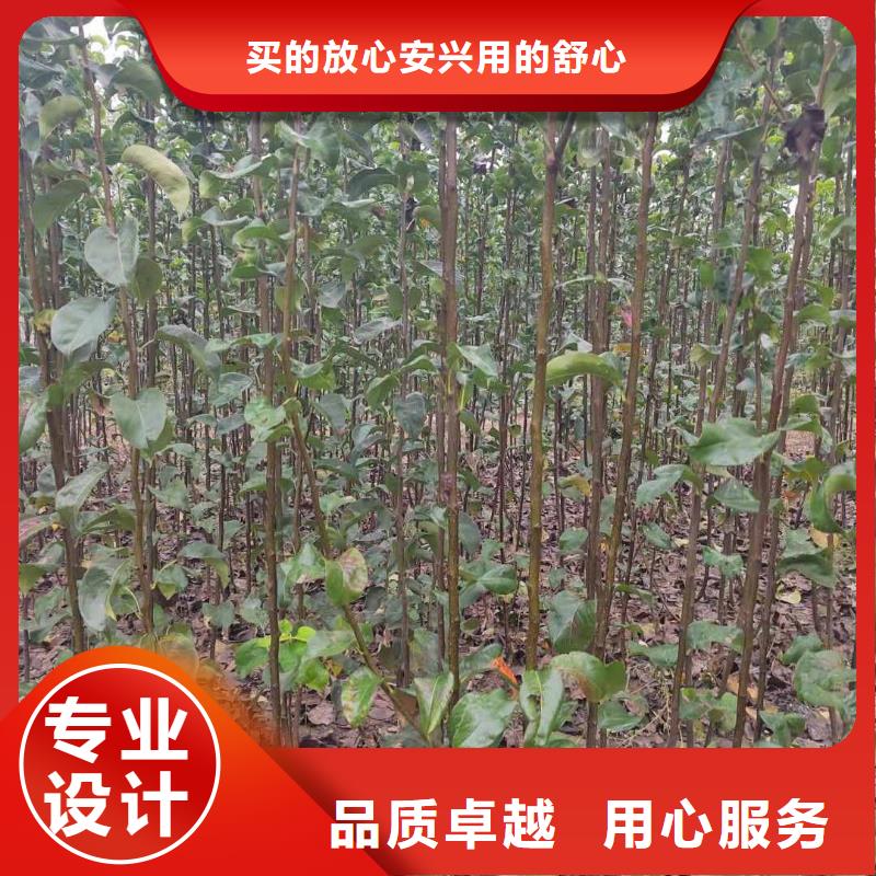 秋月梨树苗批发多少钱
