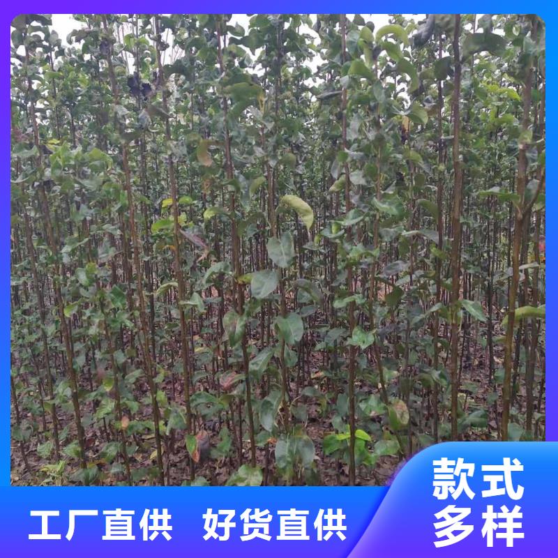 梨梨树苗基地产品实拍