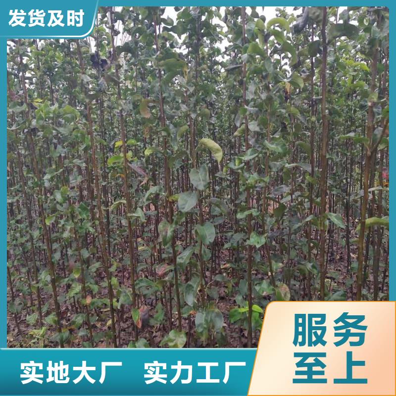 秋月梨苗几年结果