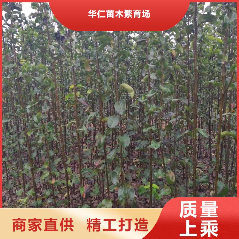 梨【山桃苗】实体诚信厂家