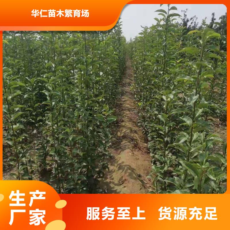 秋月梨苗生产基地