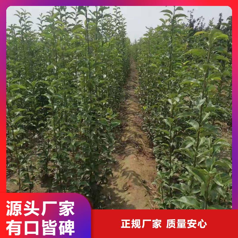 梨,新梨7号梨树苗精挑细选好货