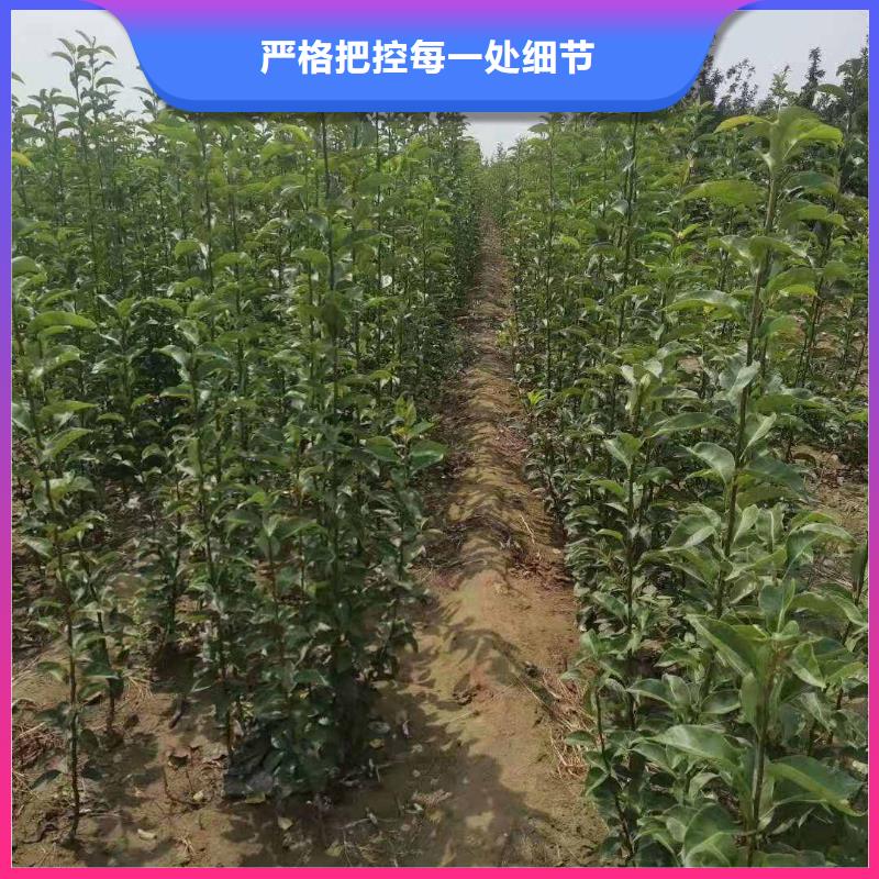 秋月梨苗合作社