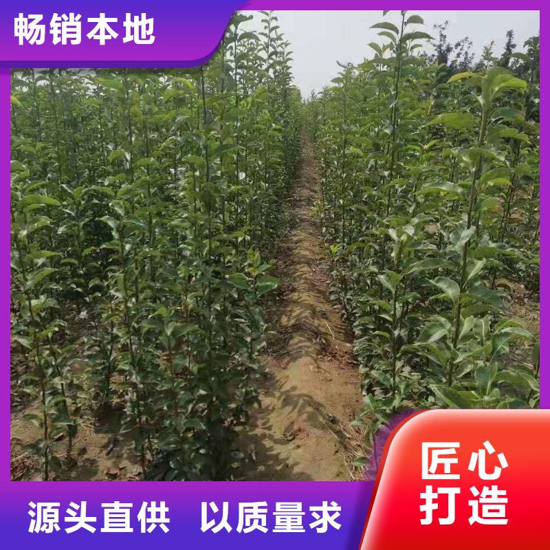 秋月梨种植苗价格