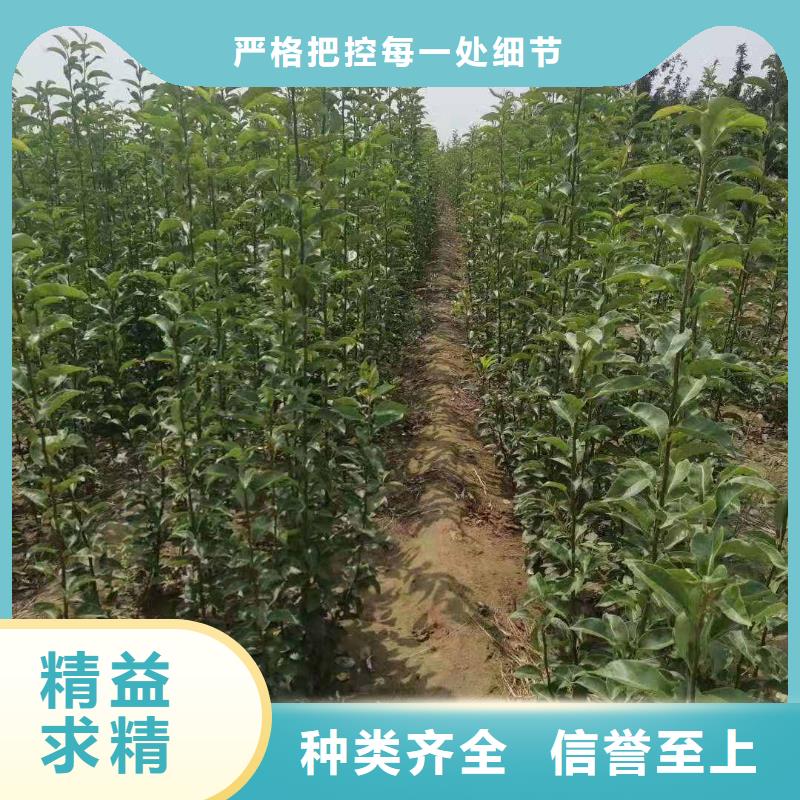 梨瑞蟠101桃树苗厂家直销售后完善