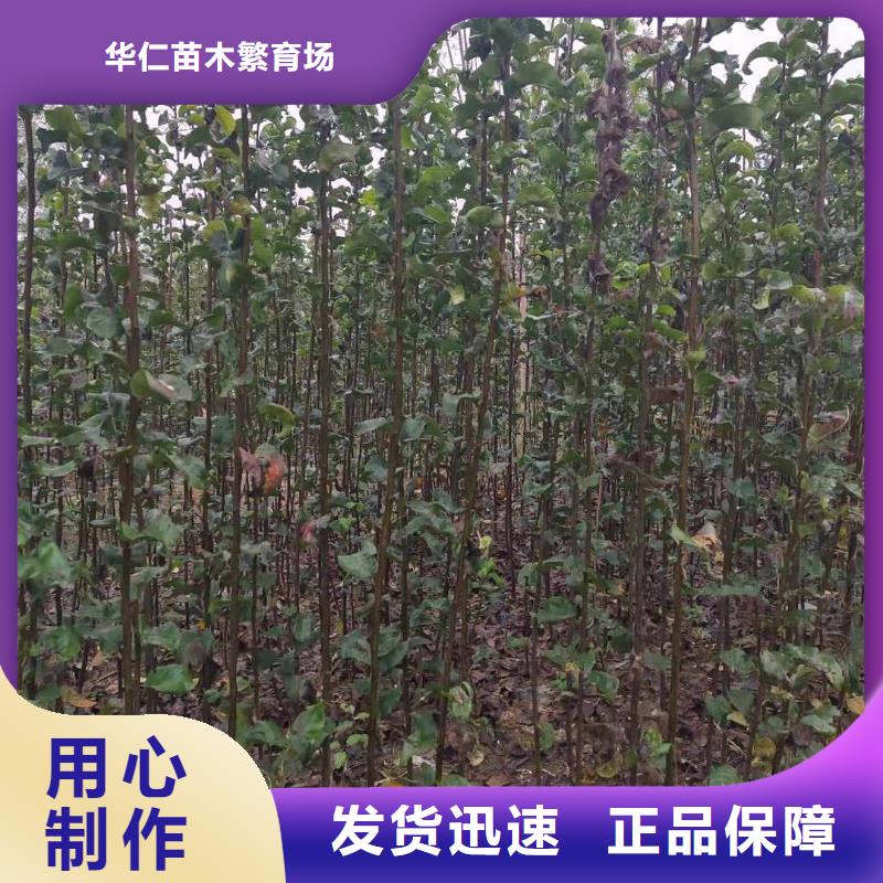 秋月梨树苗哪里的便宜