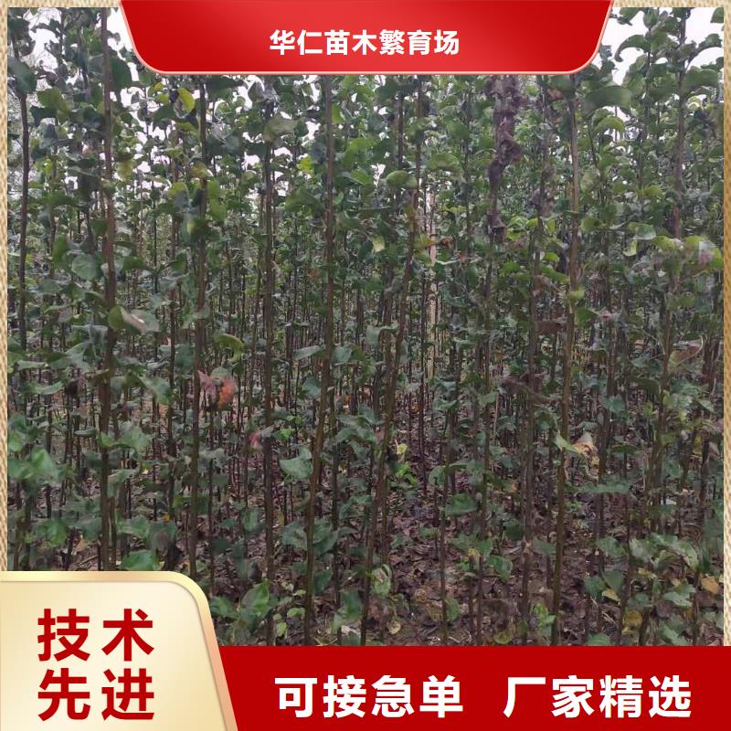 秋月梨树苗栽培时间