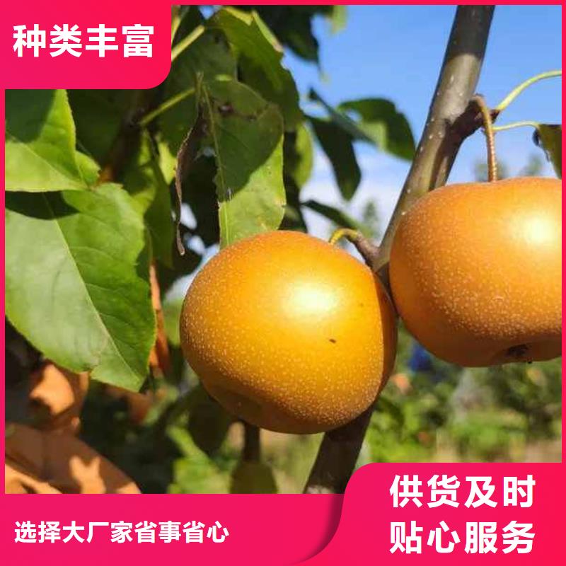 秋月梨树苗栽培时间