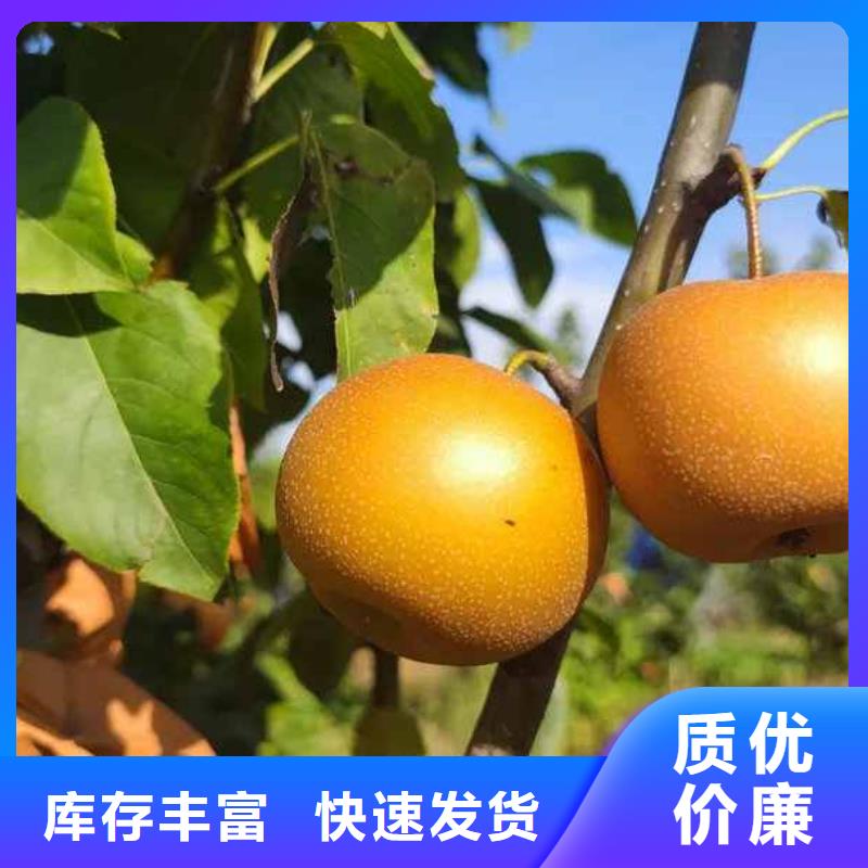 秋月梨树苗批发多少钱