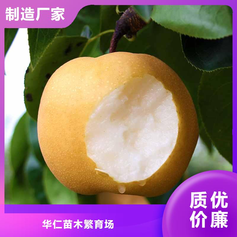 秋月梨种植苗一亩地利润