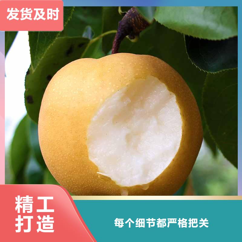 秋月梨种植苗种植方法及时间