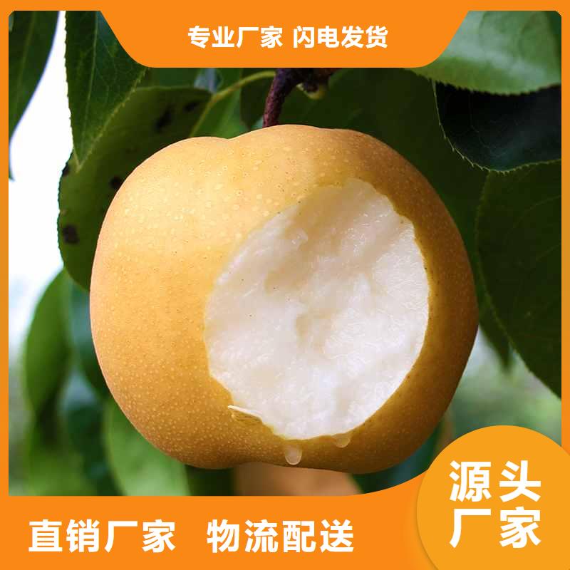 秋月梨树苗苗圃基地
