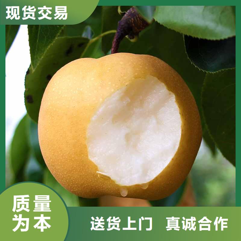 秋月梨种植苗报价