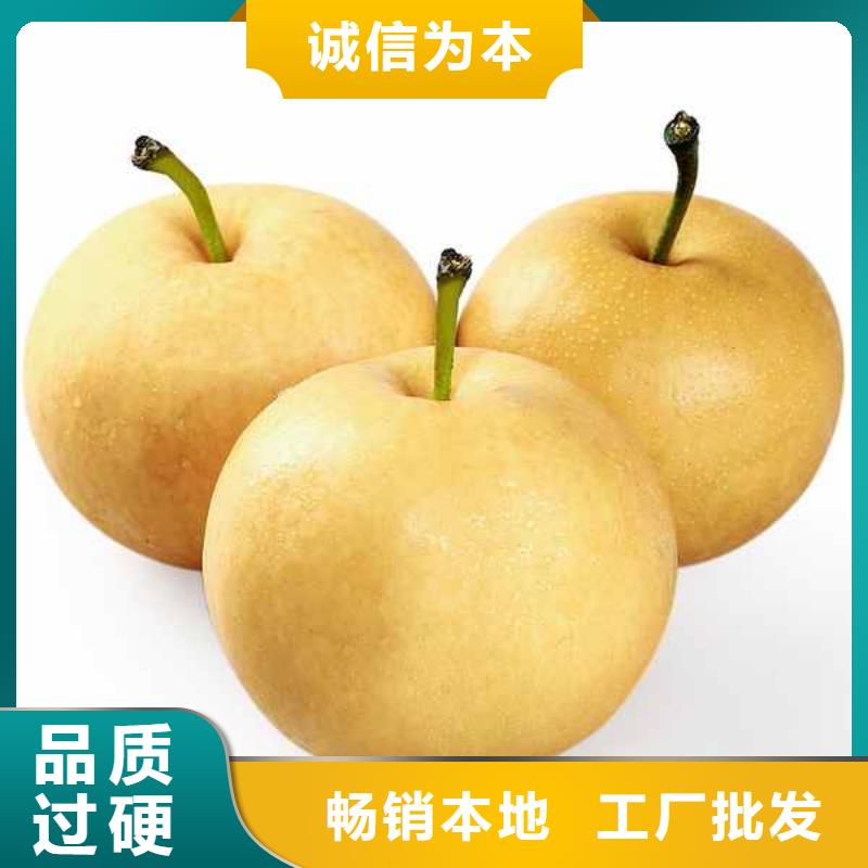 秋月梨苗一亩地需要多少株