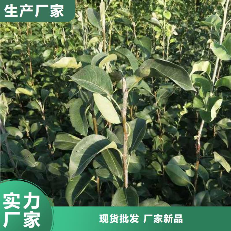 秋月梨树苗基地