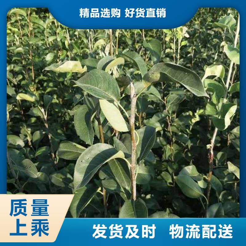 秋月梨苗产地