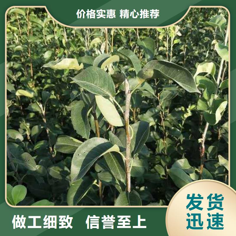 秋月梨苗量大从优