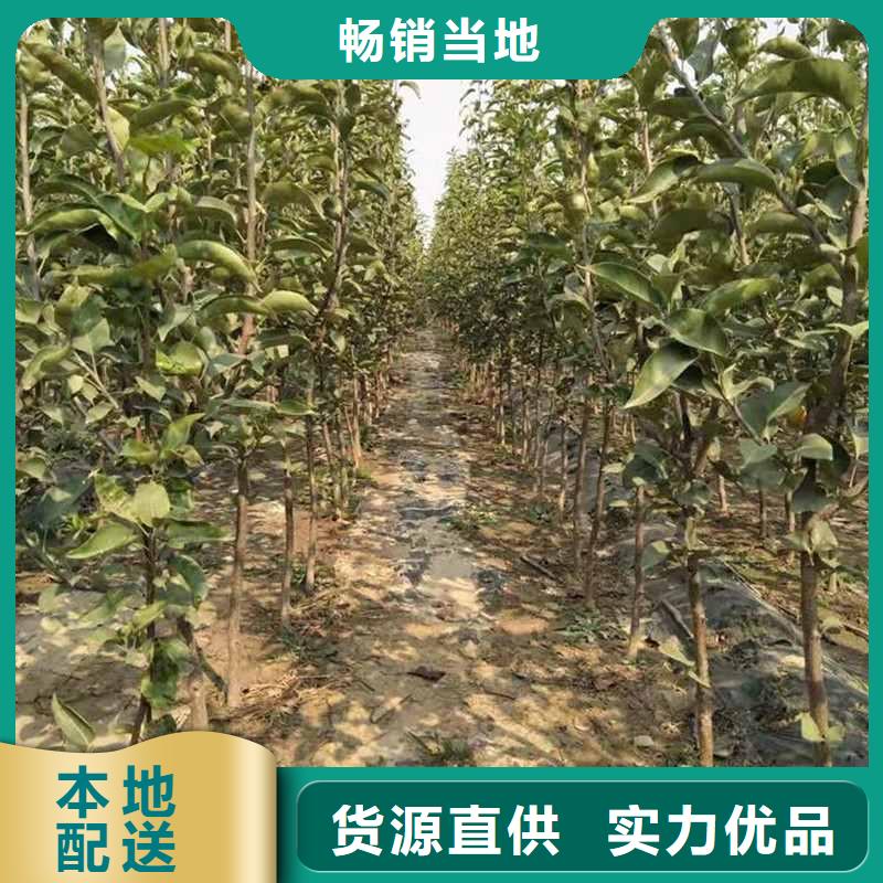 梨香酥梨树苗严格把关质量放心