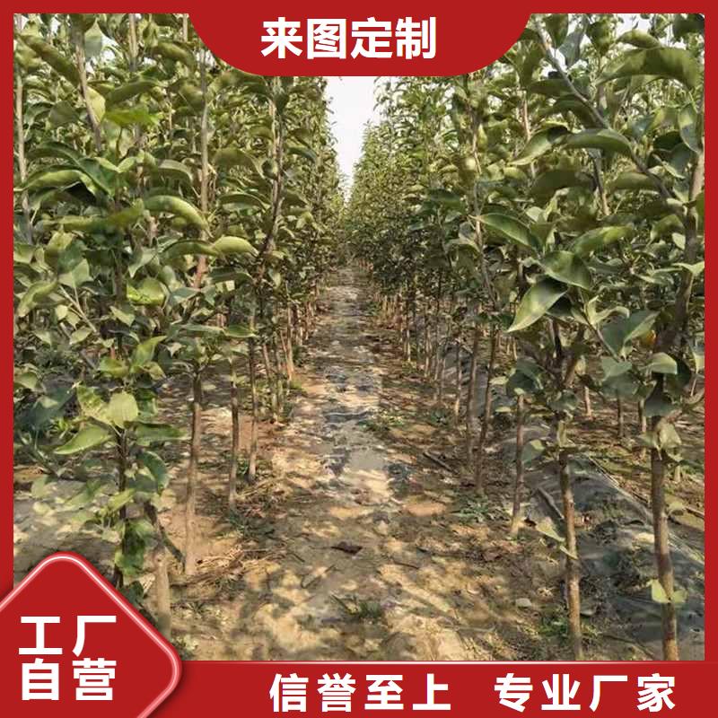 秋月梨种植苗专业合作社