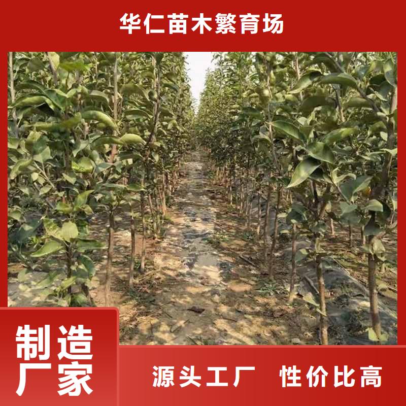 秋月梨苗生产基地