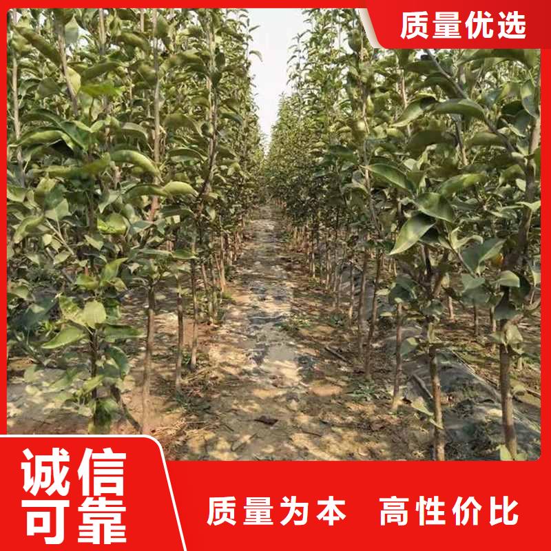 秋月梨树苗基地