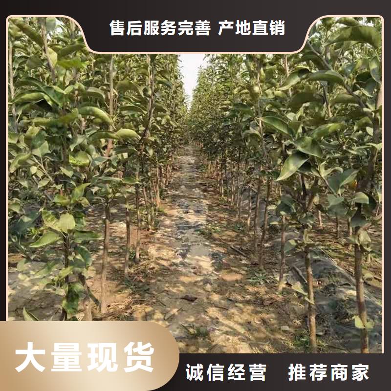 秋月梨种植苗新品种