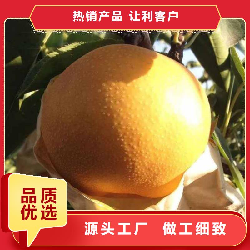 秋月梨苗怎么买