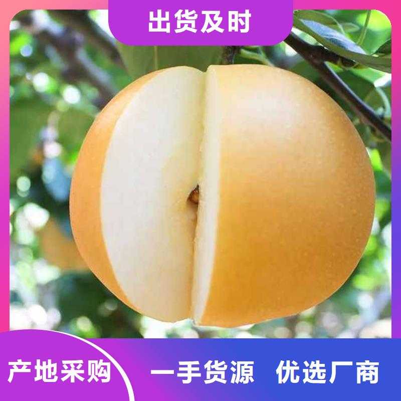 梨_香酥梨树苗购买的是放心
