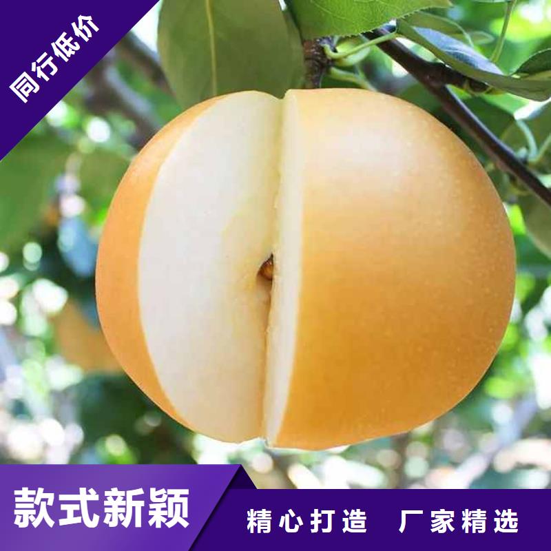 梨【山桃苗】发货迅速