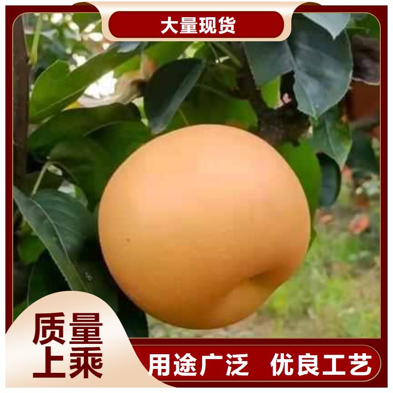 秋月梨种植苗图片