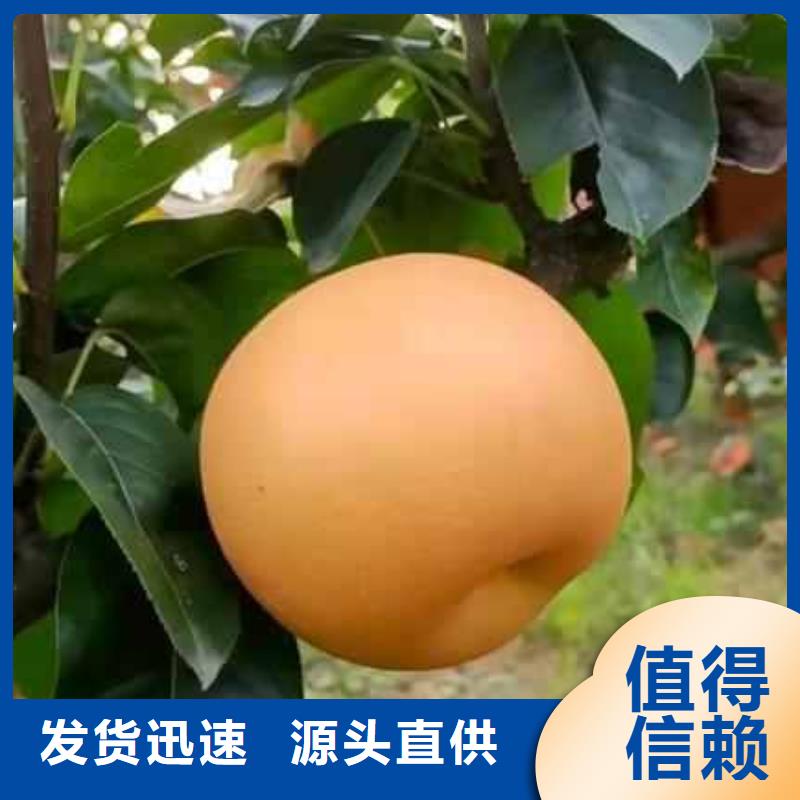 秋月梨苗种植基地