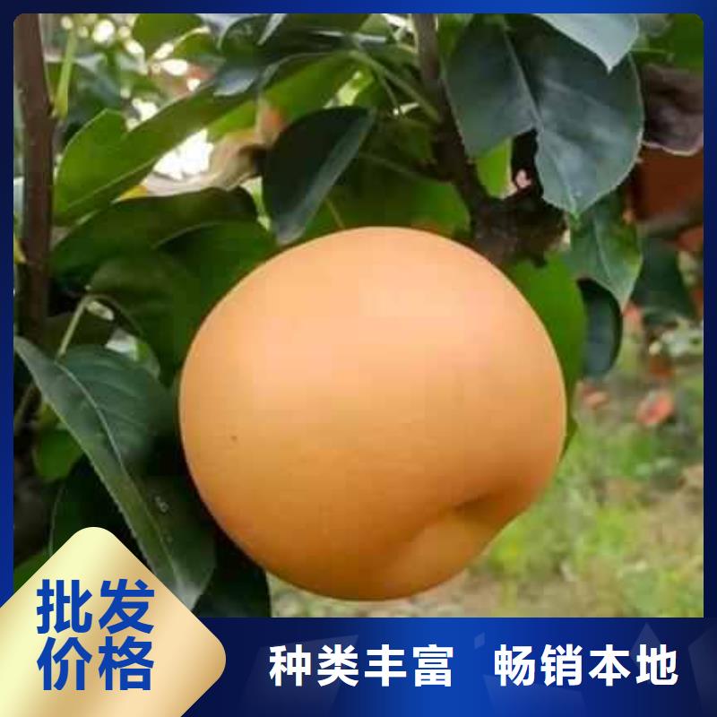 梨,山桃苗规格齐全实力厂家